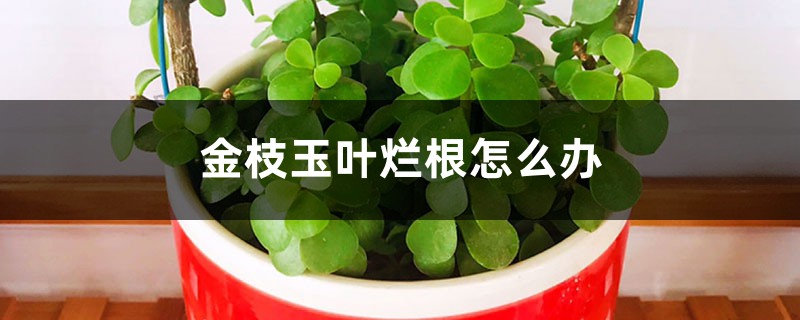 金枝玉叶烂根怎么办 金枝玉叶烂根怎么办