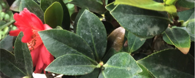 山茶黄叶的原因和处理办法 山茶黄叶的原因和处理办法
