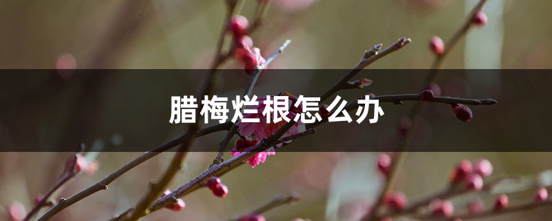 腊梅烂根怎么办 腊梅烂根怎么办