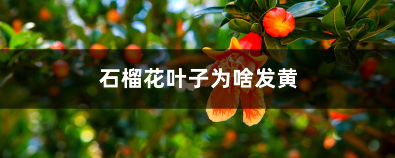 石榴花叶子为啥发黄 石榴花叶子为啥发黄