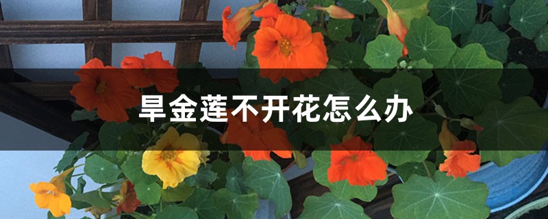 旱金莲不开花怎么办 旱金莲不开花怎么办