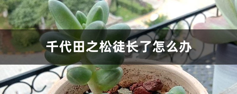 千代田之松徒长了怎么办 千代田之松徒长了怎么办