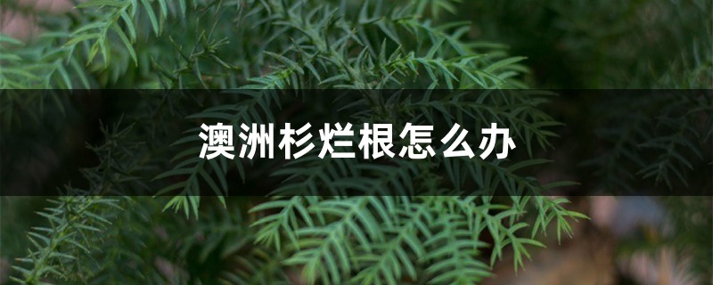 澳洲杉烂根怎么办 澳洲杉烂根怎么办