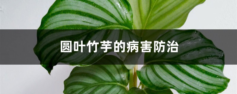 圆叶竹芋的病害防治 圆叶竹芋的病害防治