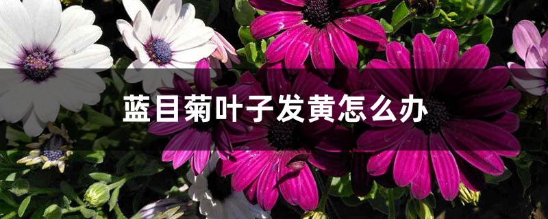 蓝目菊叶子发黄怎么办 蓝目菊叶子发黄怎么办