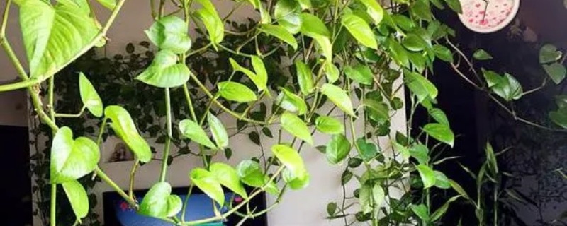绿萝叶子发黄是什么原因 ,怎么补救 绿萝叶子发黄是什么原因 ,怎么补救