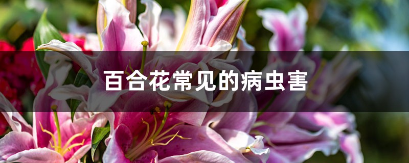 百合花常见的病虫害 百合花常见的病虫害