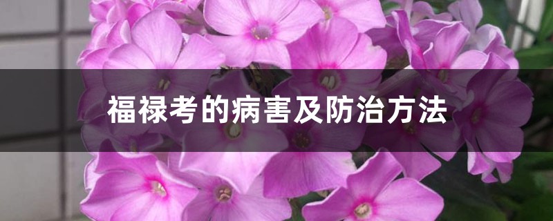 福禄考的病害及防治方法 福禄考的病害及防治方法