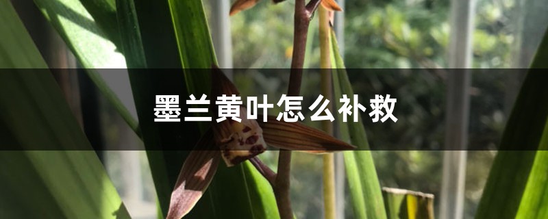 墨兰黄叶的原因和处理办法 墨兰黄叶的原因和处理办法