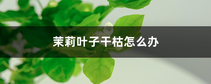 茉莉叶子干枯怎么办 茉莉叶子干枯怎么办