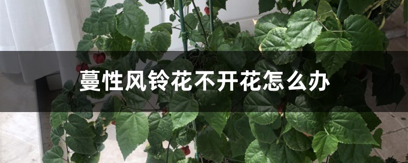 蔓性风铃花不开花怎么办 蔓性风铃花不开花怎么办