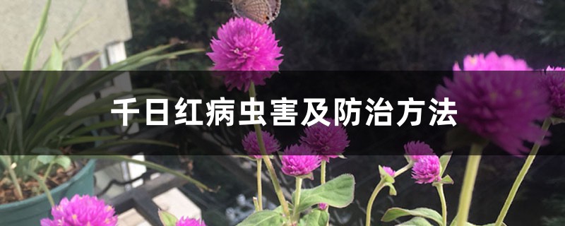 千日红病虫害及防治方法 千日红病虫害及防治方法