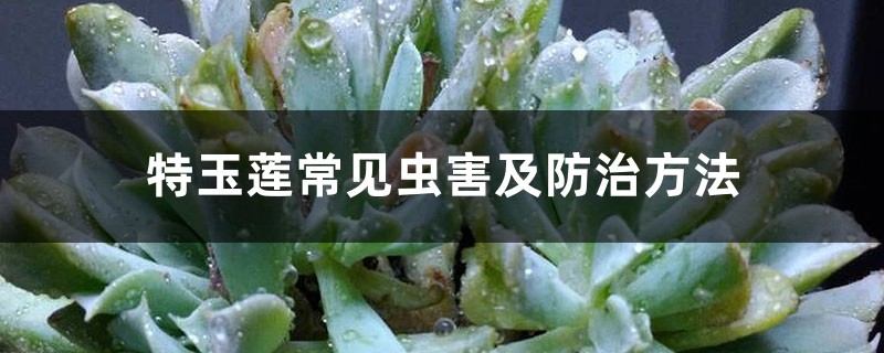 特玉莲常见虫害及防治方法 特玉莲常见虫害及防治方法