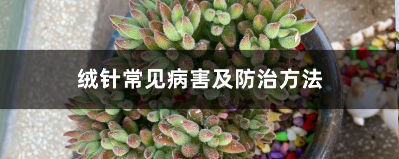 绒针常见病害及防治方法 绒针常见病害及防治方法