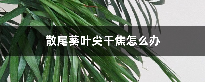 散尾葵叶尖干焦怎么办 散尾葵叶尖干焦怎么办
