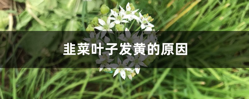 韭菜叶子发黄的原因,韭菜叶子发红还能吃吗 韭菜叶子发黄的原因,韭菜叶子发红还能吃吗