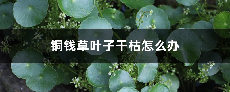 铜钱草叶子干枯怎么办 铜钱草叶子干枯怎么办