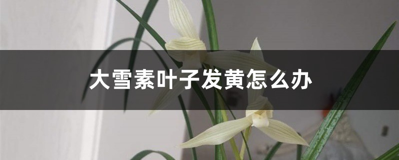 大雪素叶子发黄怎么办 大雪素叶子发黄怎么办