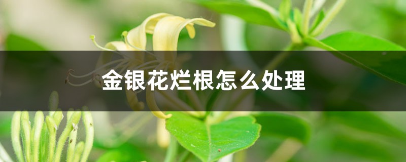 金银花烂根怎么处理 金银花烂根怎么处理