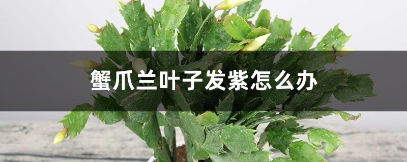 蟹爪兰叶子发紫怎么办 蟹爪兰叶子发紫怎么办