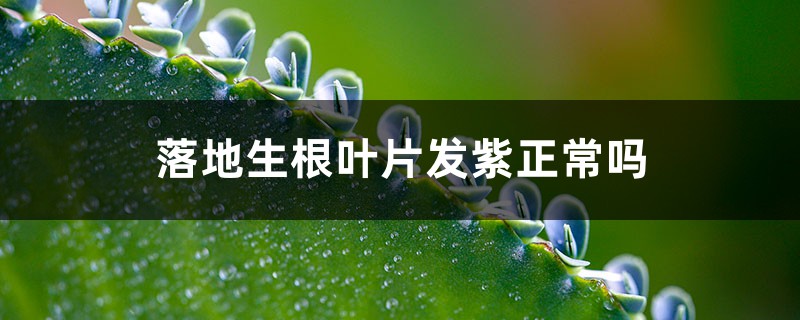 落地生根叶片发紫正常吗 落地生根叶片发紫正常吗