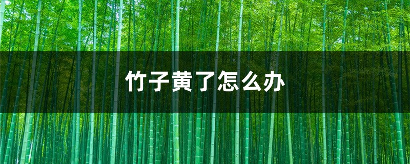 竹子发黄了怎么办 竹子发黄了怎么办