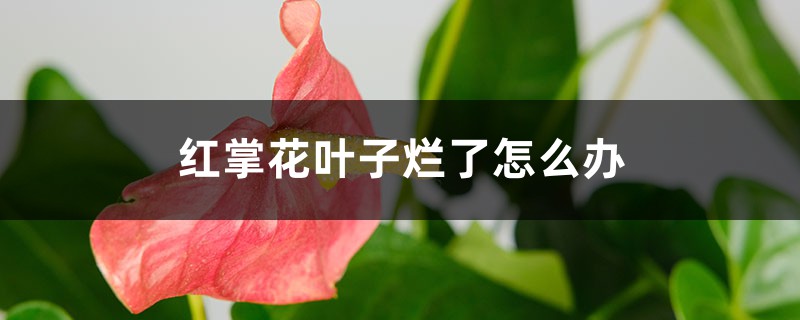 红掌花叶子烂了怎么办 红掌花叶子烂了怎么办