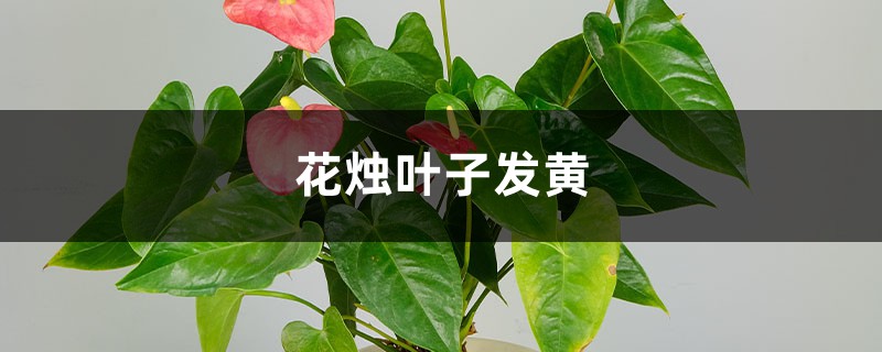花烛黄叶的原因和处理办法 花烛黄叶的原因和处理办法