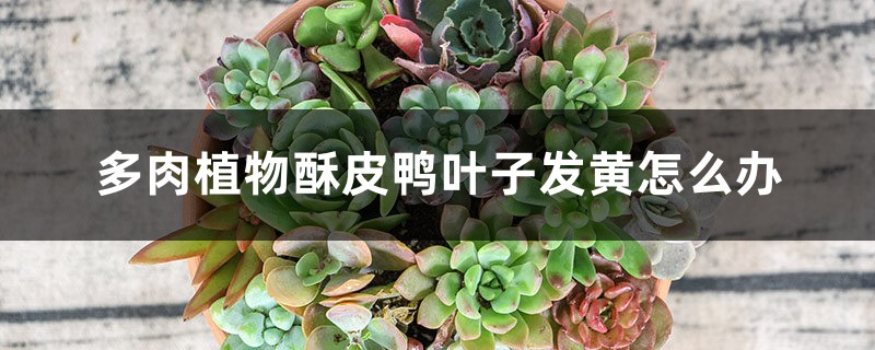 多肉植物酥皮鸭叶子发黄怎么办 多肉植物酥皮鸭叶子发黄怎么办