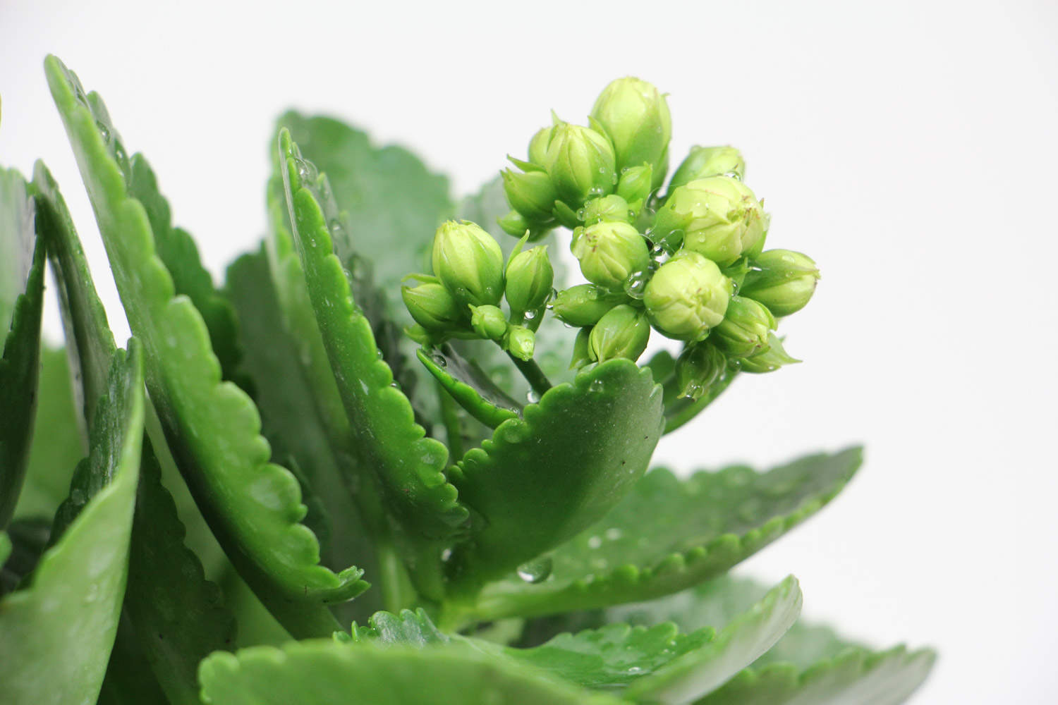 长寿花 长寿花