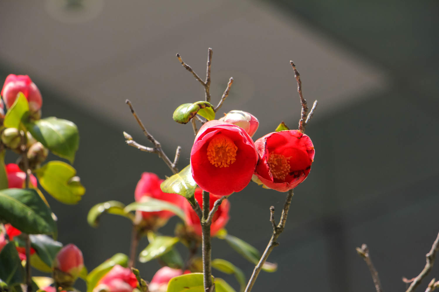 茶花 茶花