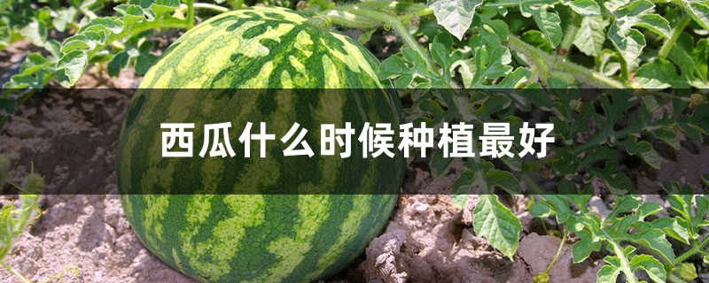 西瓜什么时候种植最好,怎么种植 西瓜什么时候种植最好,怎么种植