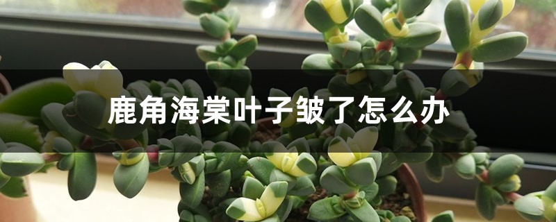 鹿角海棠叶子皱了怎么办 鹿角海棠叶子皱了怎么办