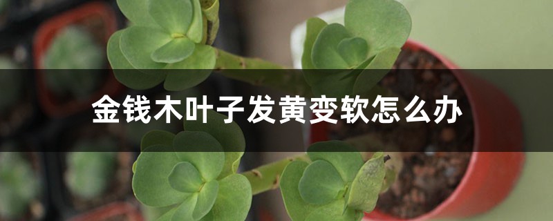 金钱木叶子发黄变软怎么办 金钱木叶子发黄变软怎么办