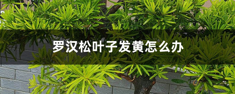 罗汉松叶子发黄怎么办 罗汉松叶子发黄怎么办