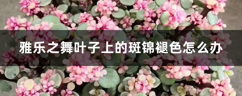 雅乐之舞叶子上的斑锦褪色怎么办 雅乐之舞叶子上的斑锦褪色怎么办