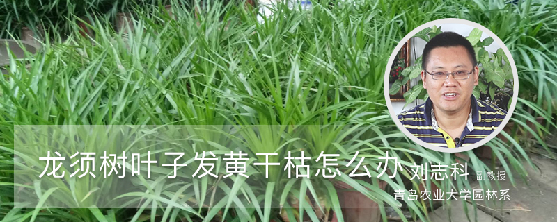 龙须树叶子发黄干枯怎么办 龙须树叶子发黄干枯怎么办