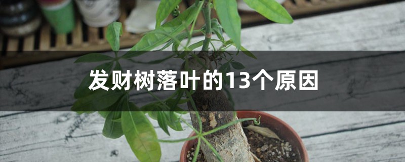 发财树落叶的13个原因 发财树落叶的13个原因