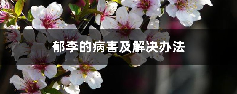 郁李的病害及解决办法 郁李的病害及解决办法