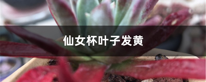 仙女杯黄叶的原因和处理办法 仙女杯黄叶的原因和处理办法