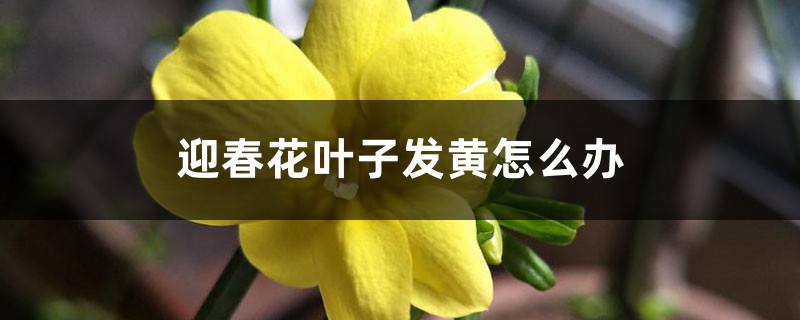迎春花叶子发黄怎么办 迎春花叶子发黄怎么办