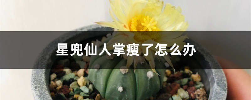 星兜仙人掌瘦了怎么办 星兜仙人掌瘦了怎么办