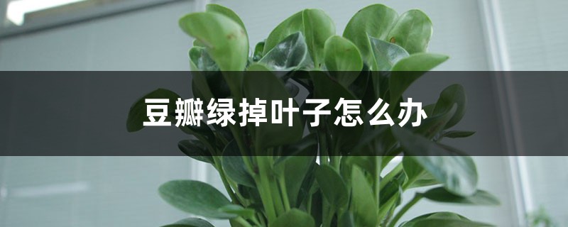 豆瓣绿掉叶子怎么办 豆瓣绿掉叶子怎么办