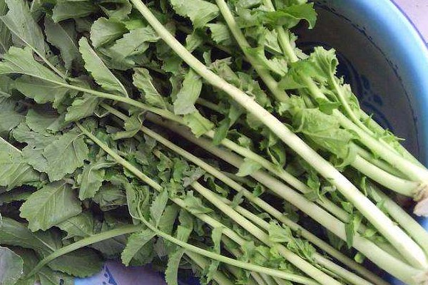 萝卜上面的“叶子”别扔,种土里浇点水,吃了比“钙片”还有用! 萝卜上面的“叶子”别扔,种土里浇点水,吃了比“钙片”还有用!