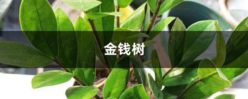 “金钱树”养了很久没动静?土里埋上颗“它”,一年叶子长不停! “金钱树”养了很久没动静?土里埋上颗“它”,一年叶子长不停!
