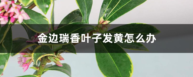 金边瑞香叶子发黄怎么办 金边瑞香叶子发黄怎么办
