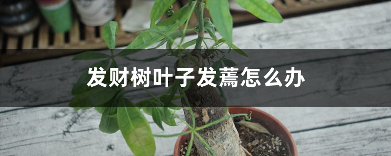 发财树叶子发蔫怎么办 发财树叶子发蔫怎么办