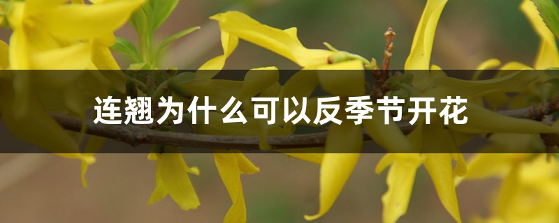 连翘为什么可以反季节开花 连翘为什么可以反季节开花