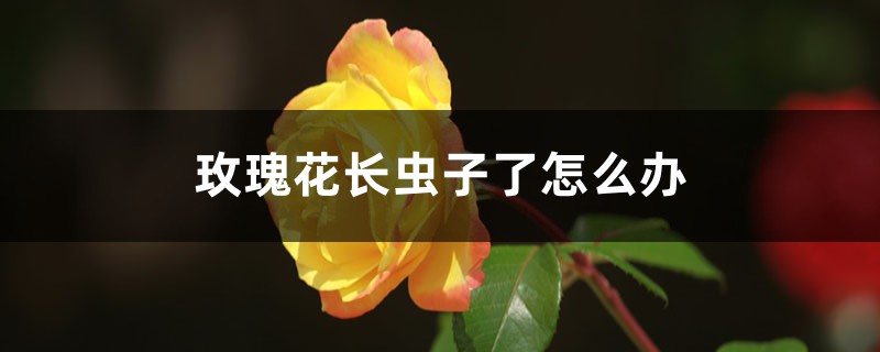 玫瑰花长虫子了怎么办 玫瑰花长虫子了怎么办