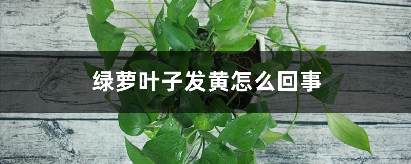绿萝叶子发黄怎么回事 绿萝叶子发黄怎么回事